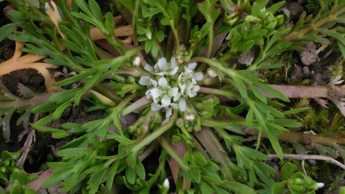 Draba, Dicotiledóneas anuales