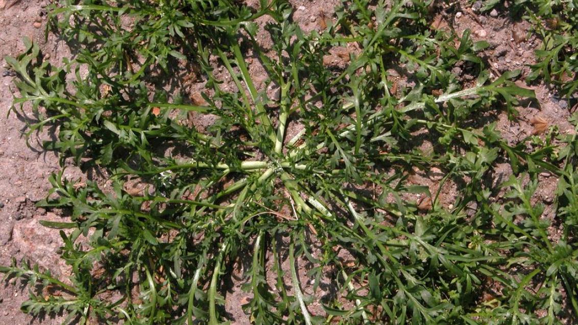 Draba, Dicotiledóneas anuales