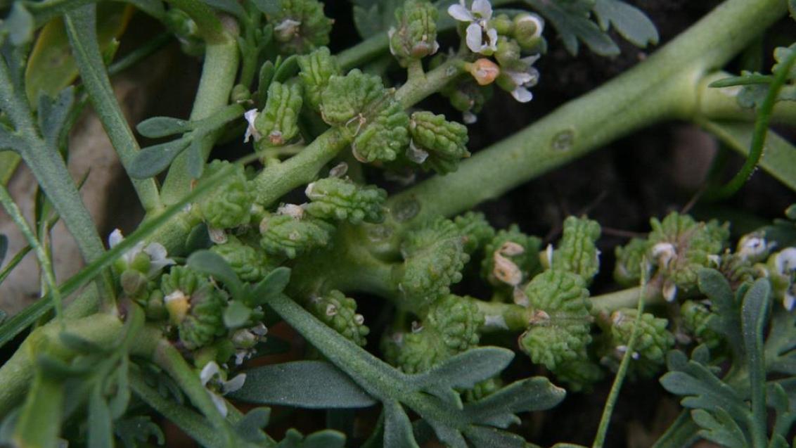 Draba, Dicotiledóneas anuales