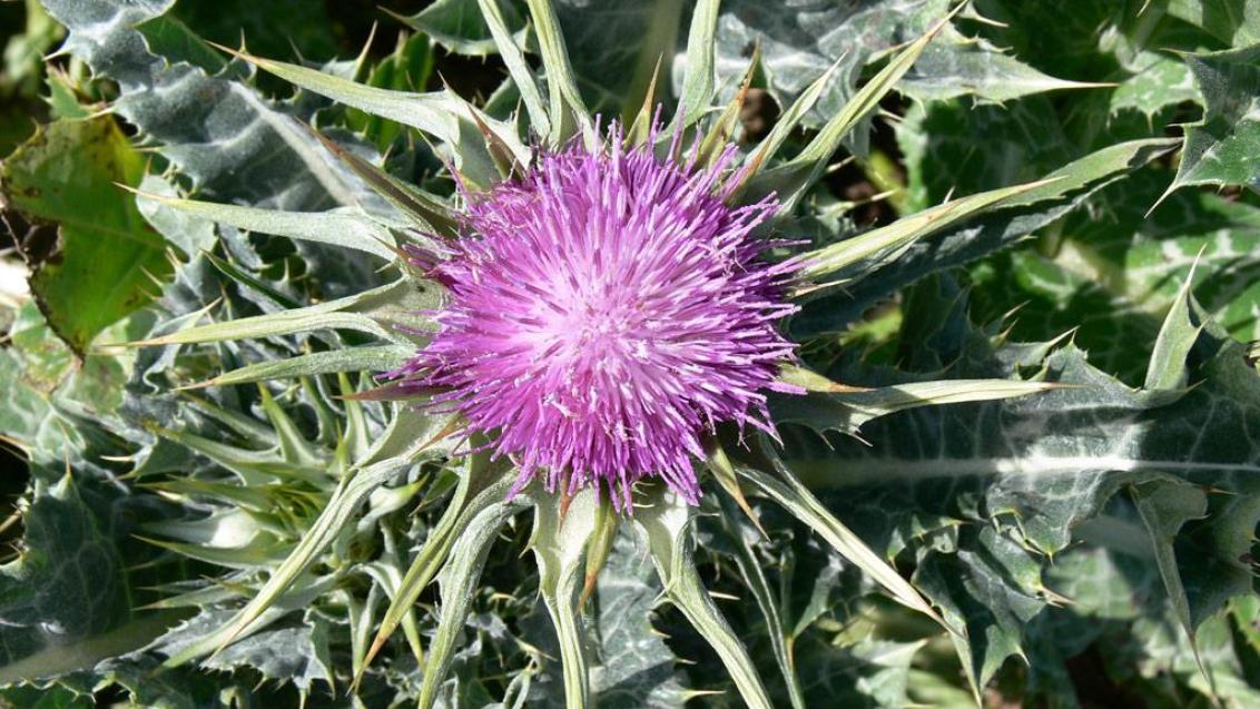 Cardo, Dicotiledóneas anuales