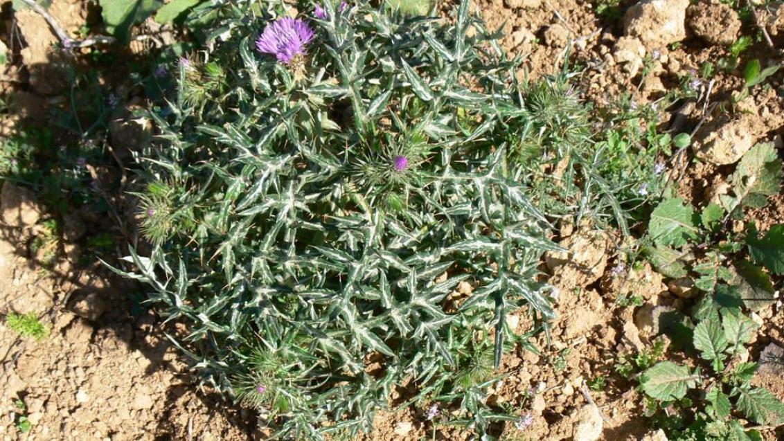 Cardo, Dicotiledóneas anuales