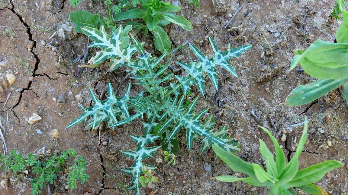 Cardo, Dicotiledóneas anuales