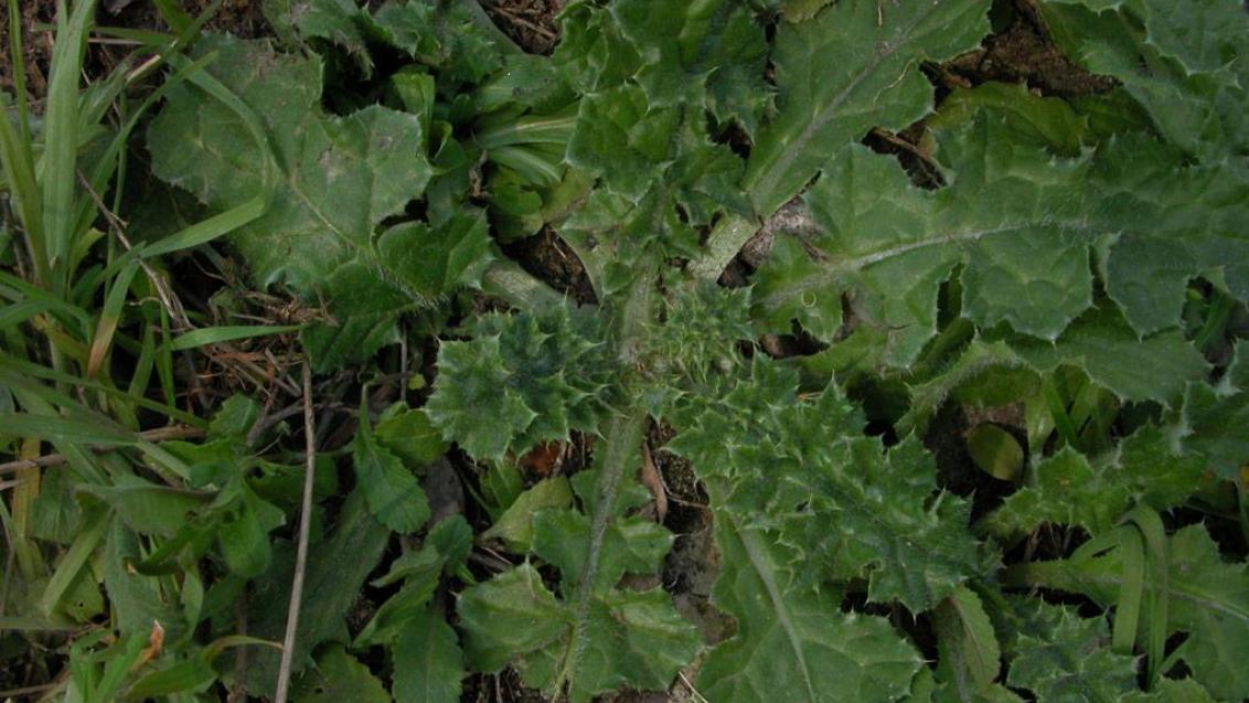 Cardo, Dicotiledóneas anuales