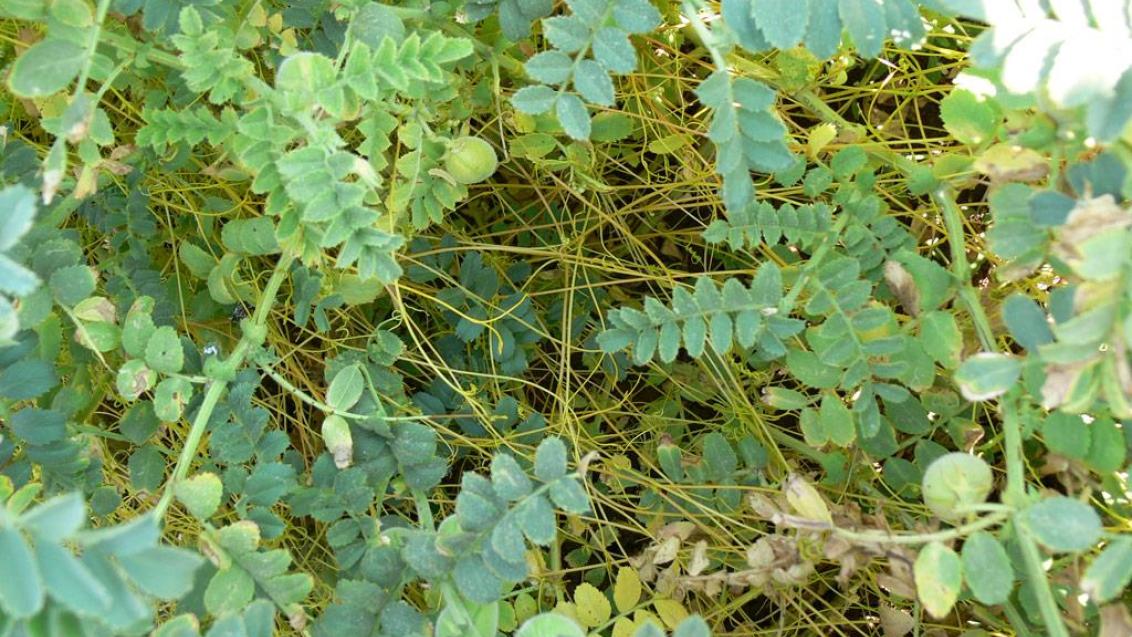 Cuscuta, Dicotiledóneas anuales