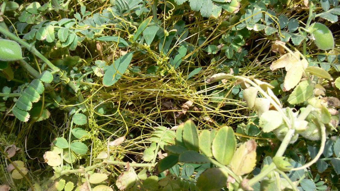 Cuscuta, Dicotiledóneas anuales