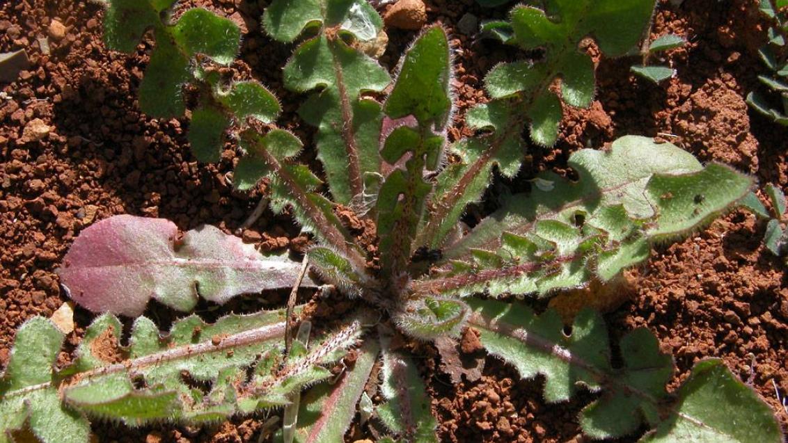 Falsa achicoria, Dicotiledóneas anuales