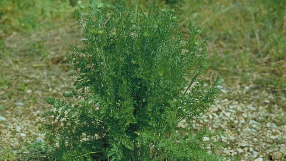 Zanahoria silvestre, Dicotiledóneas anuales