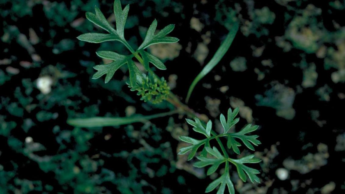 Zanahoria silvestre, Dicotiledóneas anuales