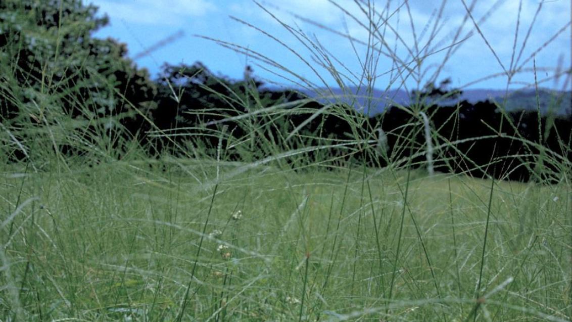 Digitaria, Gramíneas anuales y perennes