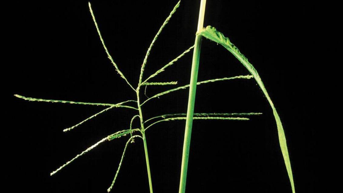 Digitaria, Gramíneas anuales y perennes