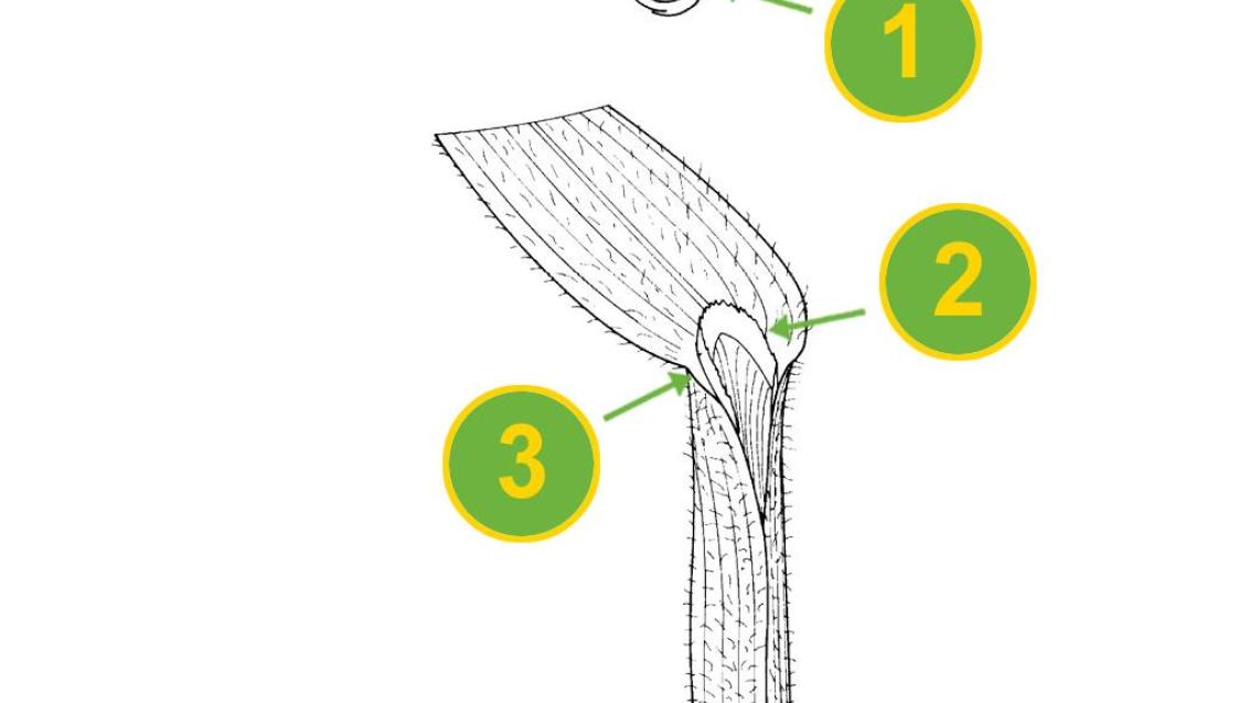 Digitaria, Gramíneas anuales y perennes
