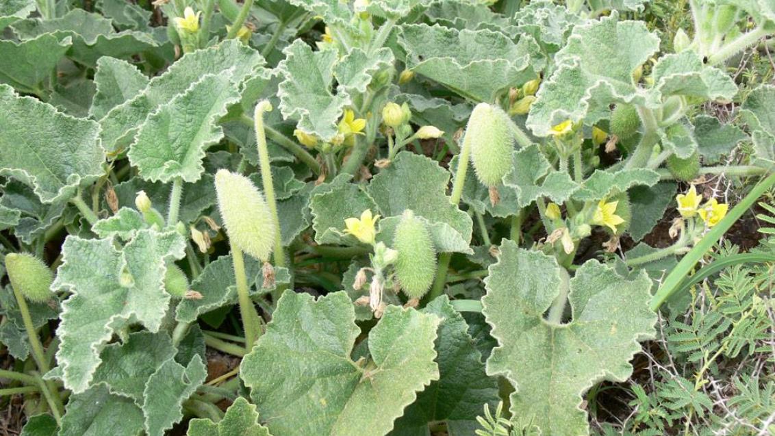 Pepinillo del diablo., Dicotiledóneas perennes