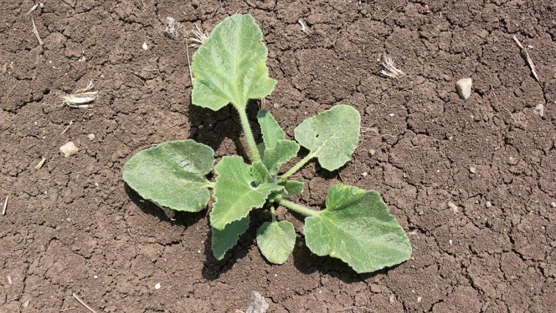 Pepinillo del diablo., Dicotiledóneas perennes