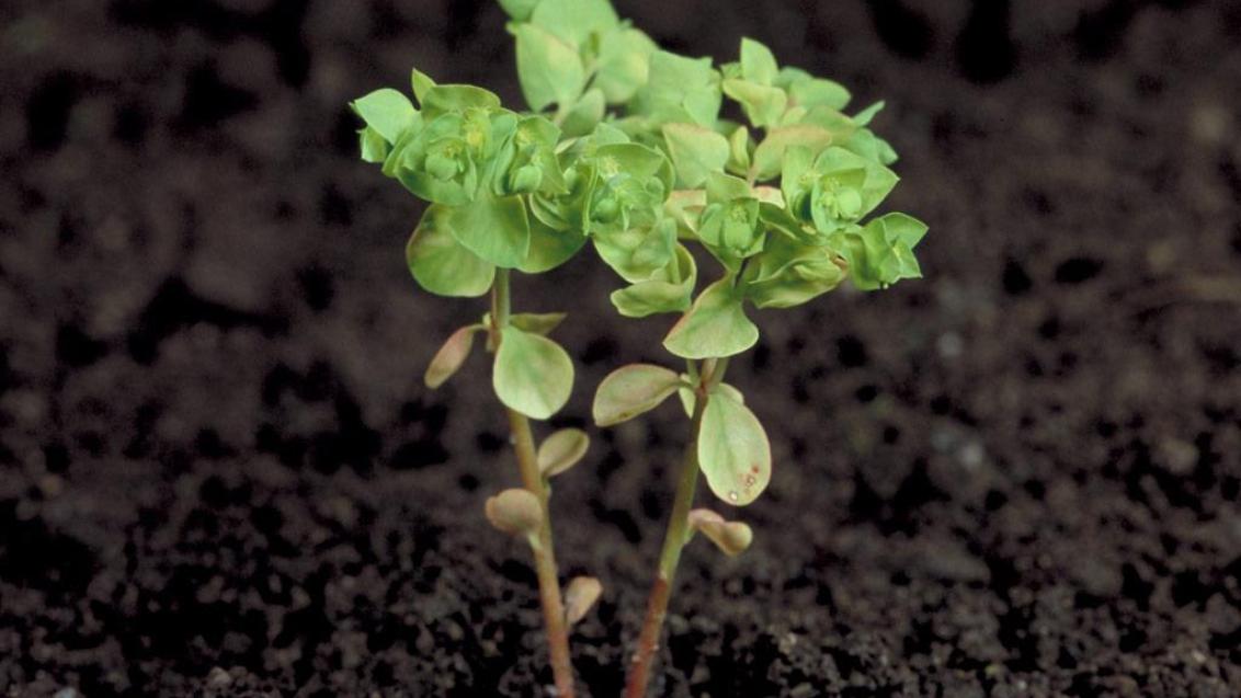 Lechetrezna, Dicotiledóneas anuales