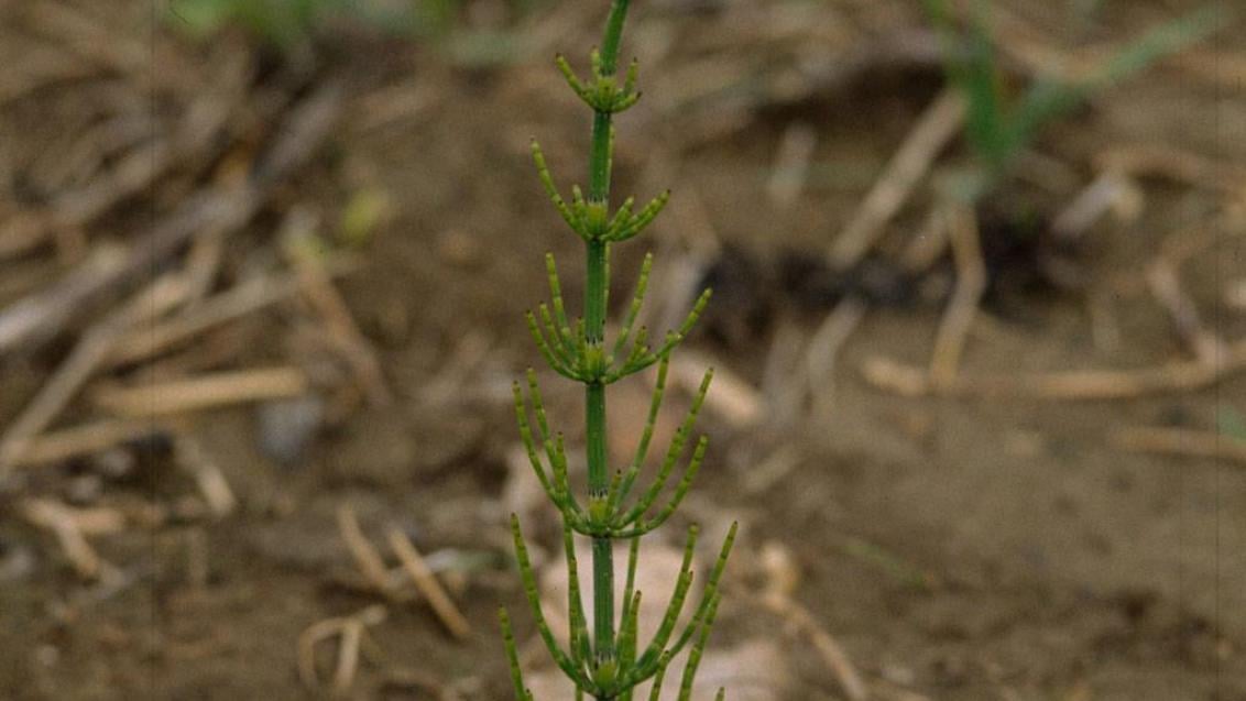 Cola de caballo, Dicotiledóneas perennes
