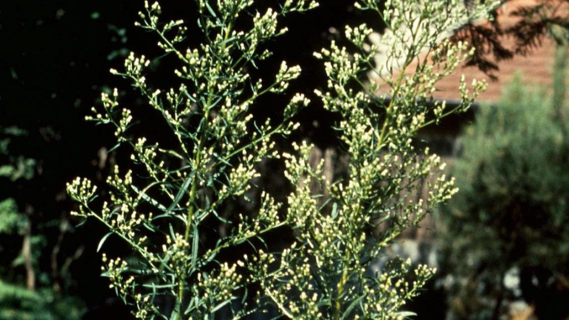 Erigeron, Dicotiledóneas anuales