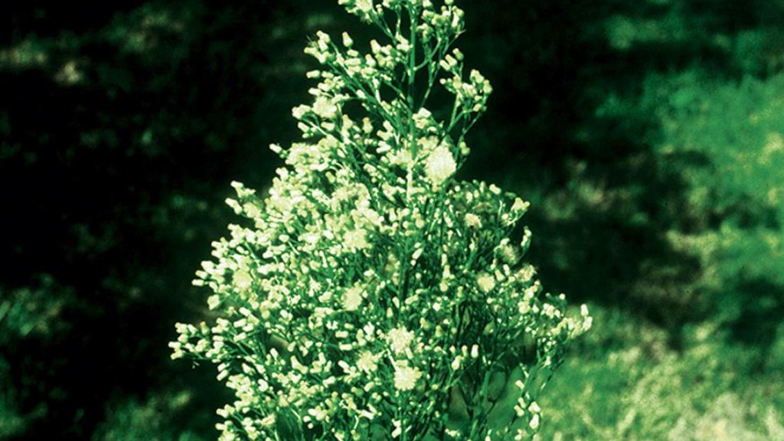 Erigeron, Dicotiledóneas anuales