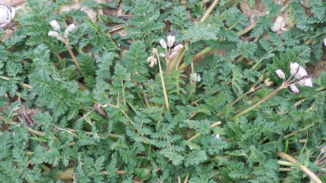 Alfiler de pastor, Dicotiledóneas anuales