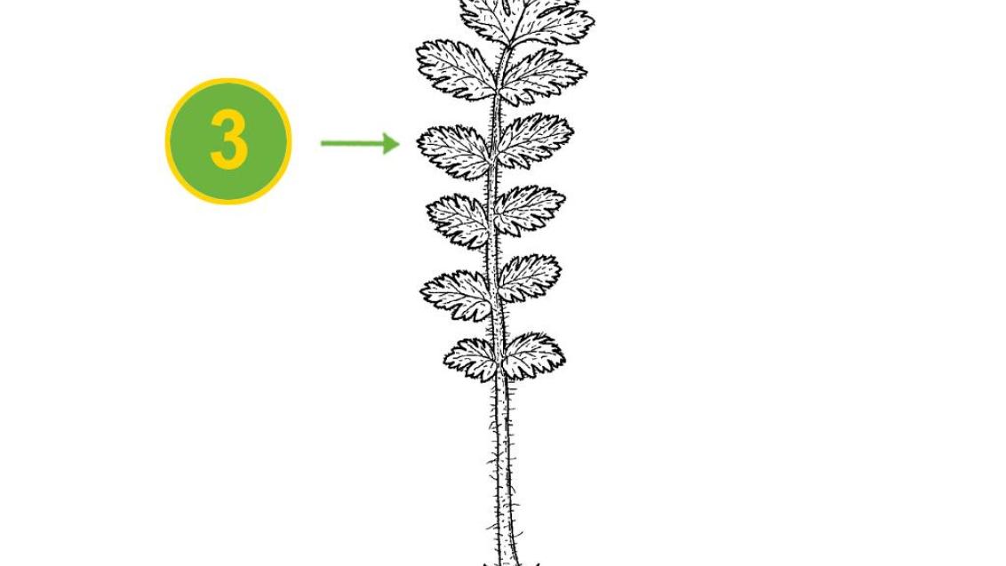 Alfiler de pastor, Dicotiledóneas anuales