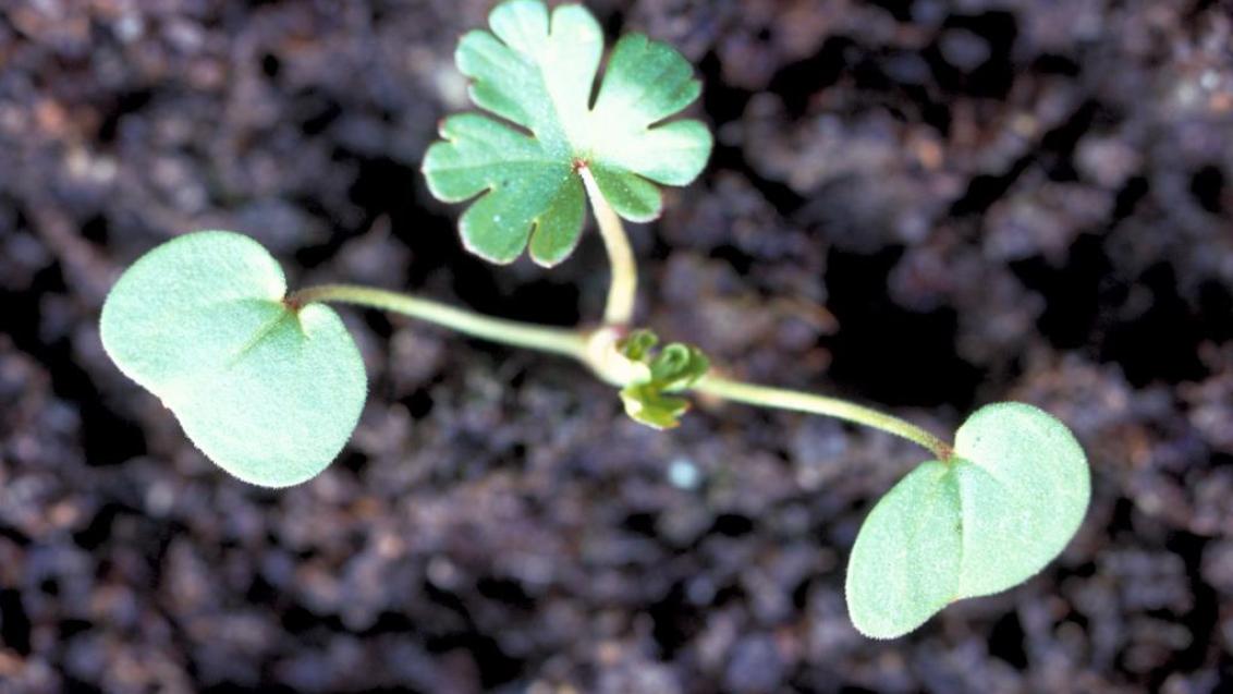 Geranio, Dicotiledóneas anuales