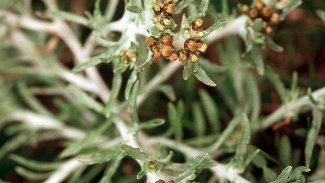 Pie de gato, Dicotiledóneas anuales