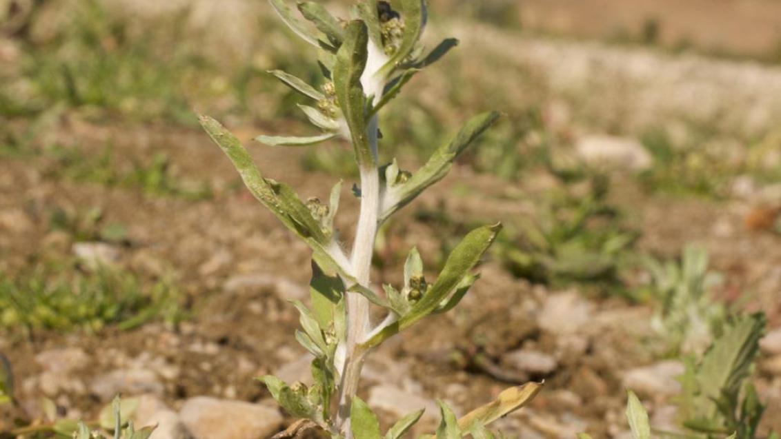 Pie de gato, Dicotiledóneas anuales