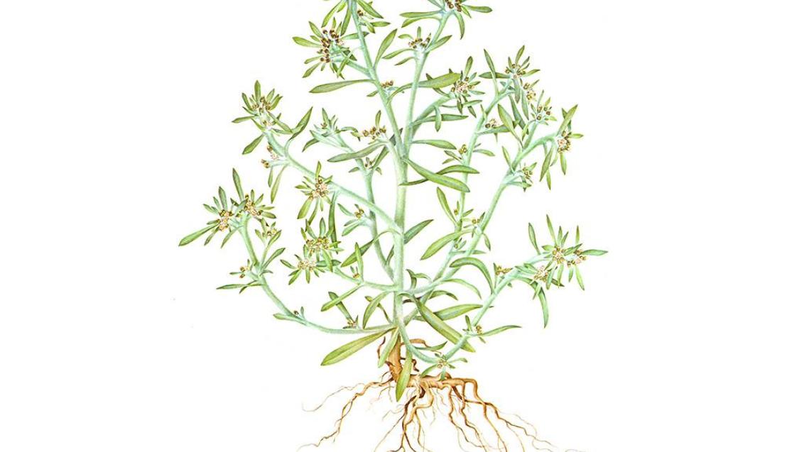 Pie de gato, Dicotiledóneas anuales