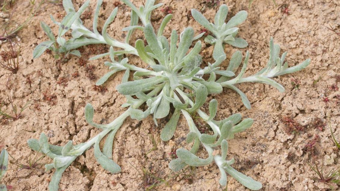 Pie de gato, Dicotiledóneas anuales