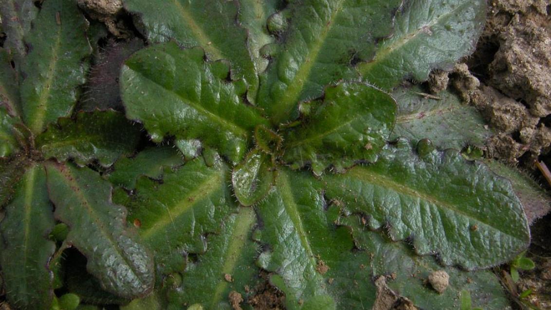 Achiconia, Dicotiledóneas anuales