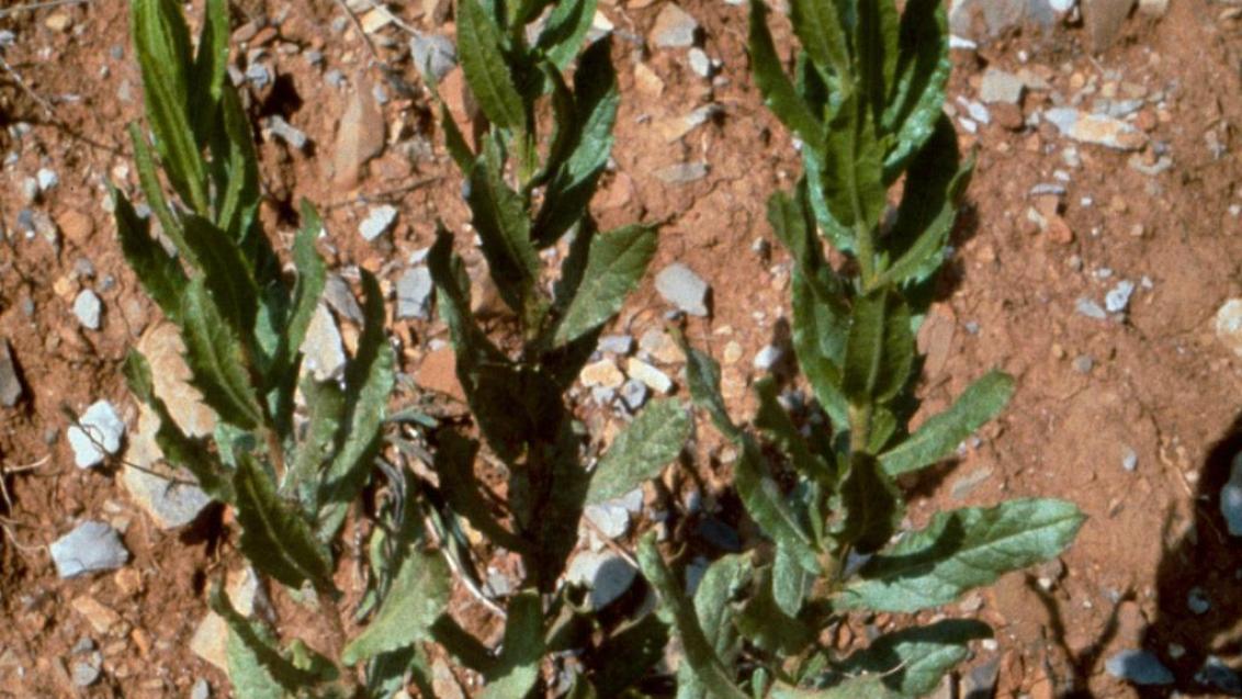 Olivarda, Dicotiledóneas perennes