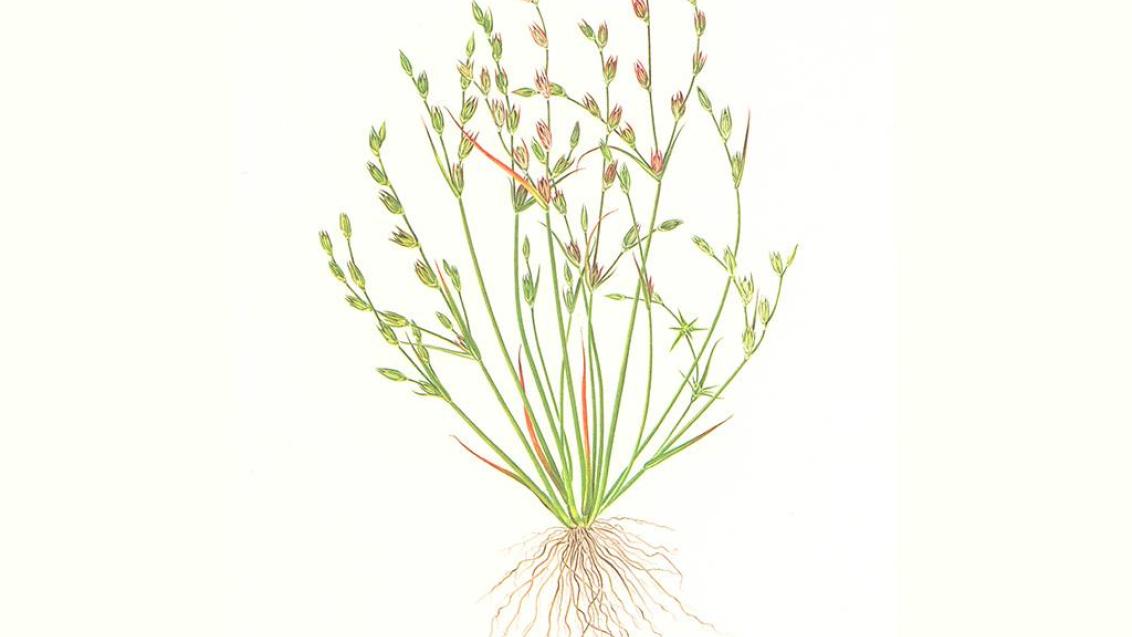 Junco, Gramíneas anuales y perennes