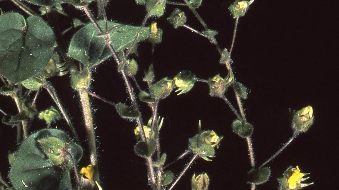 Gallos, Dicotiledóneas anuales