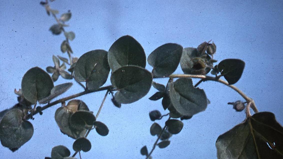 Gallos, Dicotiledóneas anuales