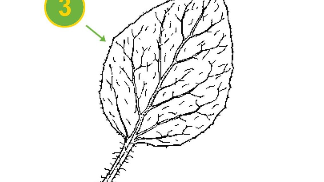 Gallos, Dicotiledóneas anuales