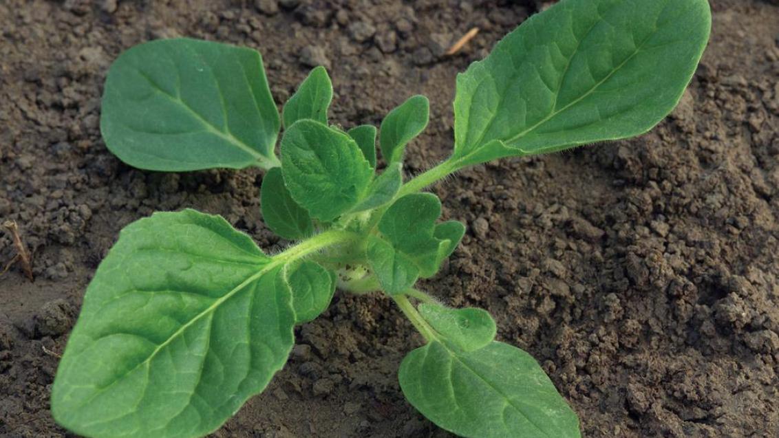 Gallos, Dicotiledóneas anuales