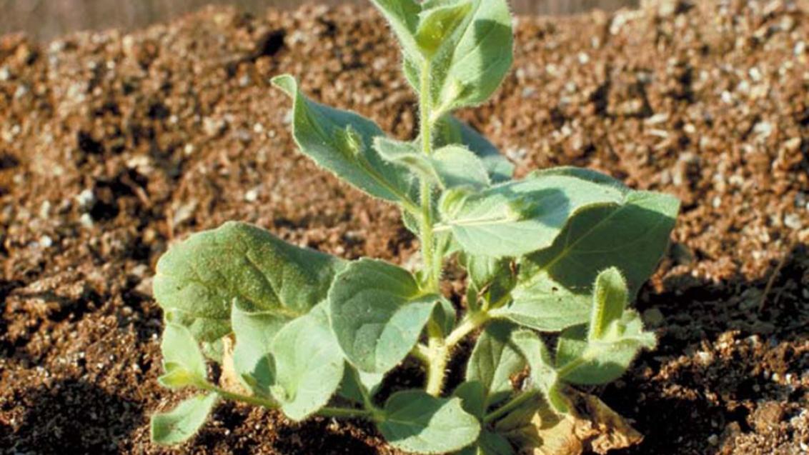 Gallos, Dicotiledóneas anuales