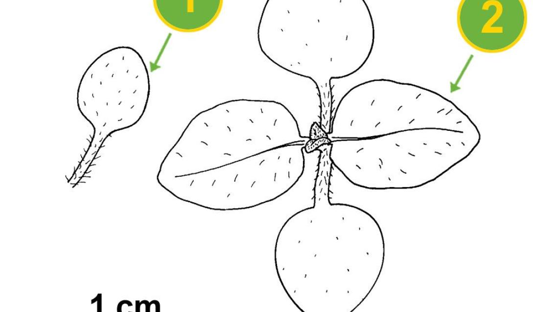 Gallos, Dicotiledóneas anuales