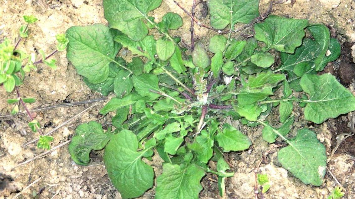 Hierba pezonera, Dicotiledóneas anuales