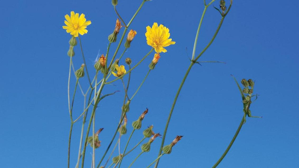 Hierba pezonera, Dicotiledóneas anuales