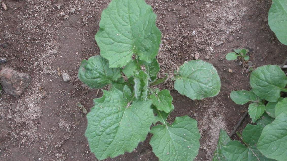 Hierba pezonera, Dicotiledóneas anuales