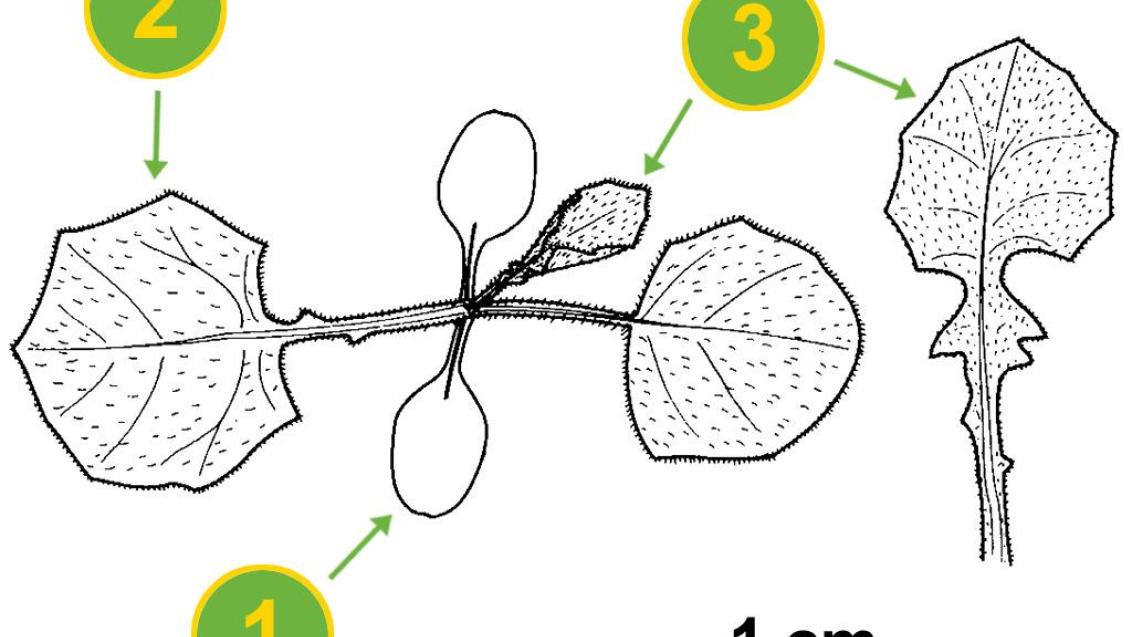 Hierba pezonera, Dicotiledóneas anuales