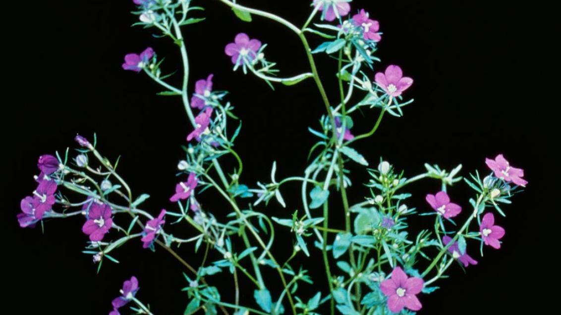 Espejo de Venus, Dicotiledóneas anuales