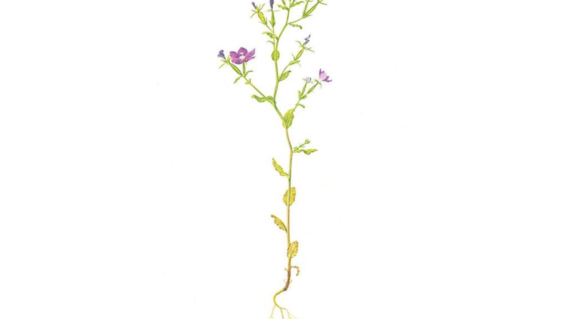 Espejo de Venus, Dicotiledóneas anuales