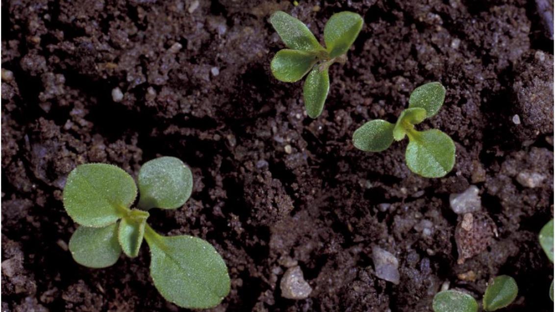 Espejo de Venus, Dicotiledóneas anuales