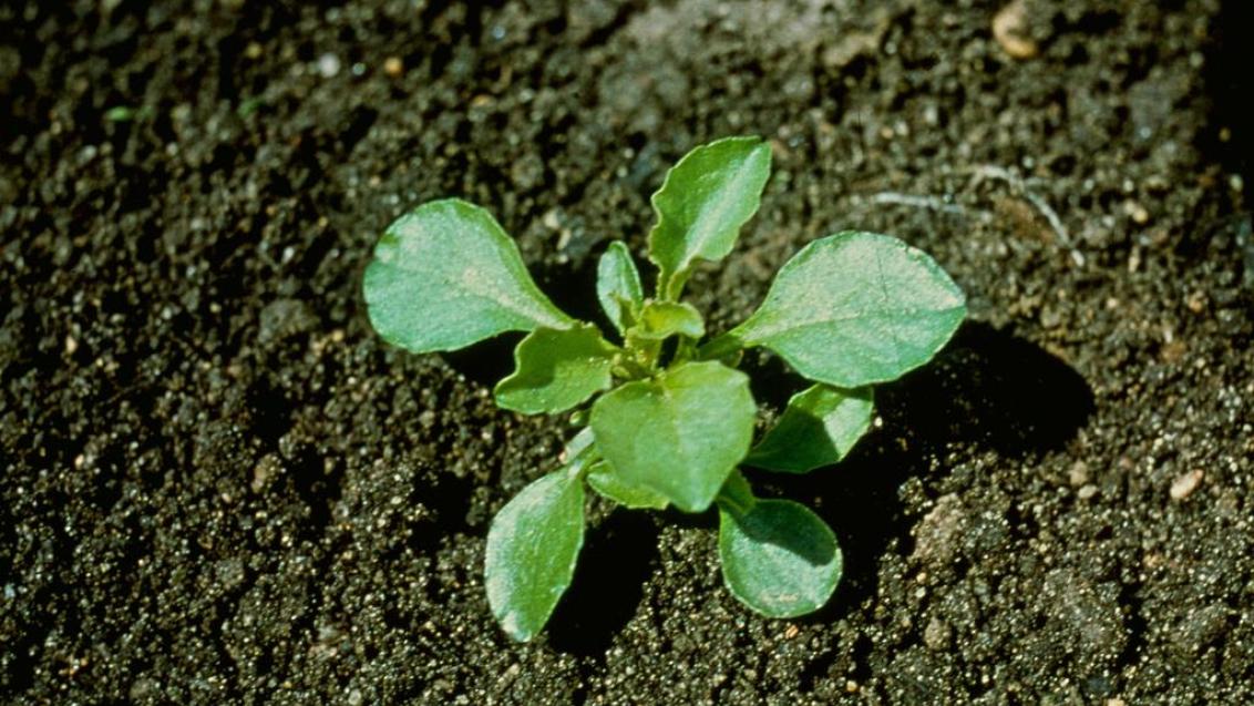 Espejo de Venus, Dicotiledóneas anuales