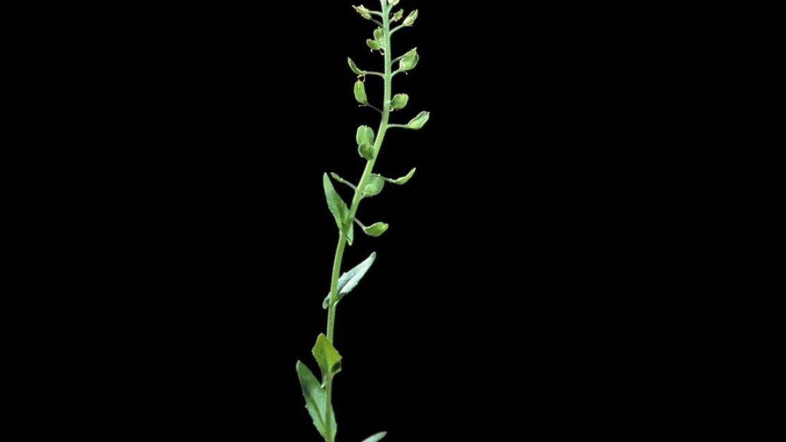 Draba, Dicotiledóneas anuales