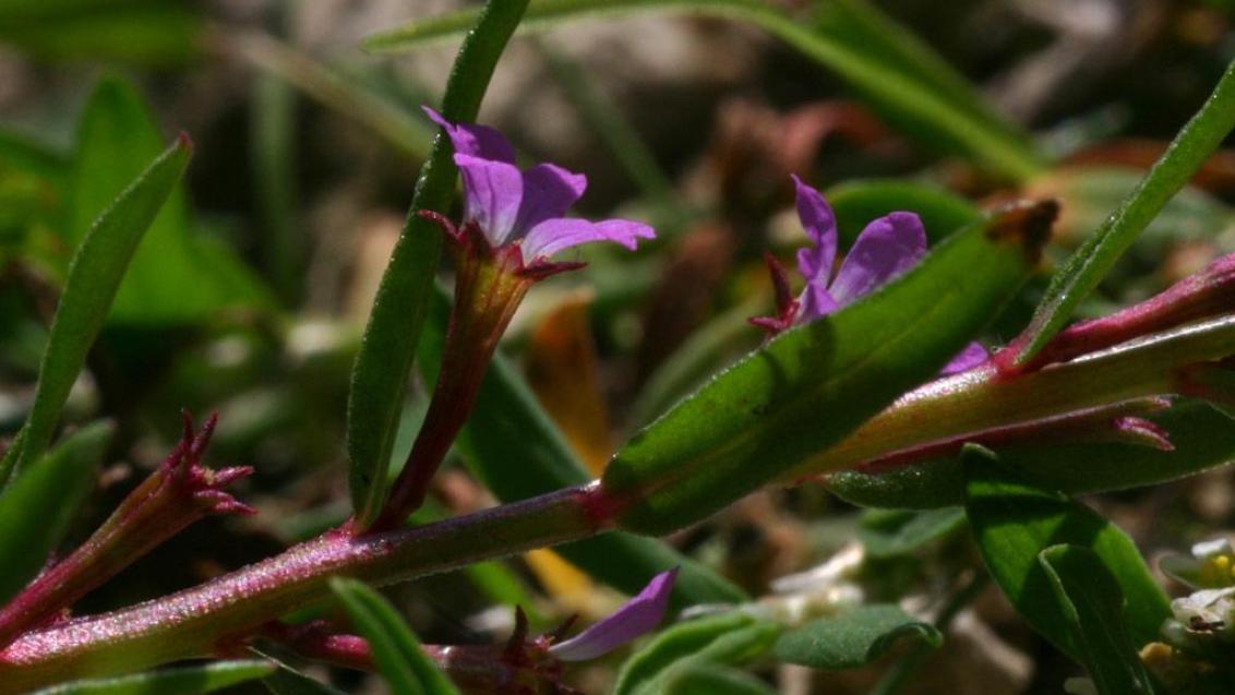 Arroyuelo, Dicotiledóneas anuales