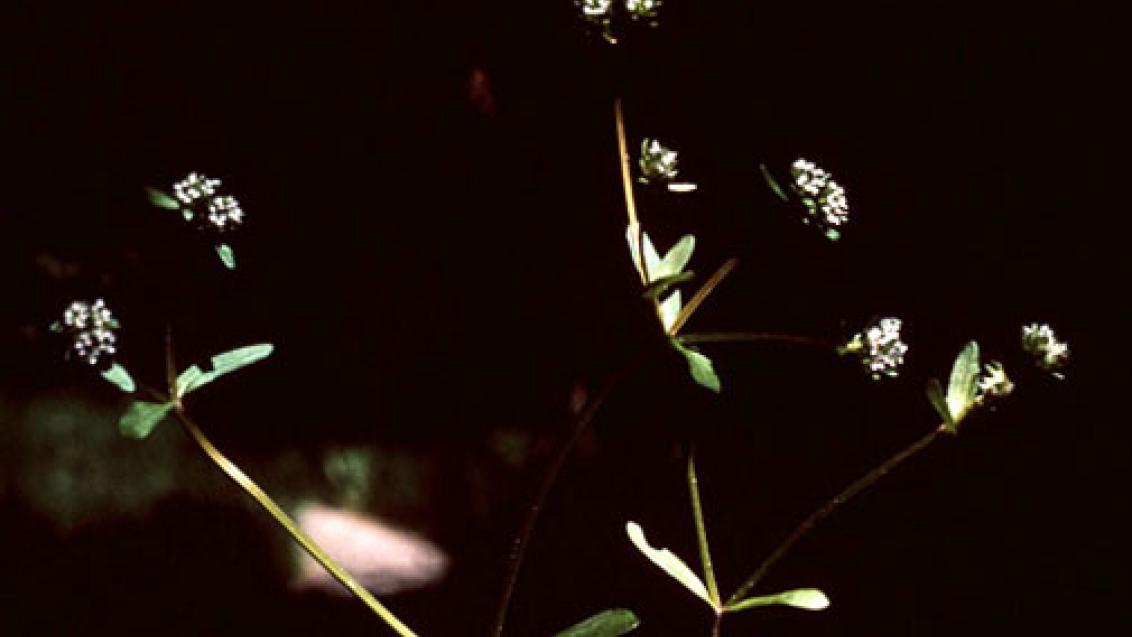 Canónigo, Dicotiledóneas anuales