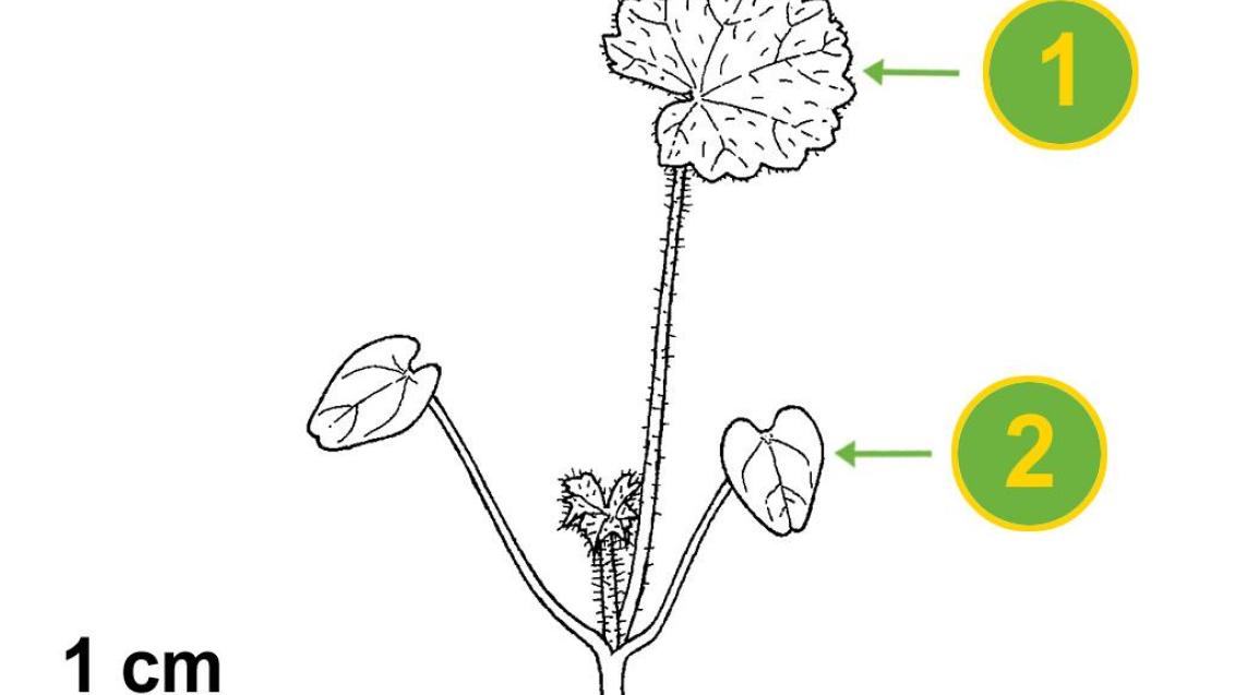 Malva común, Dicotiledóneas perennes