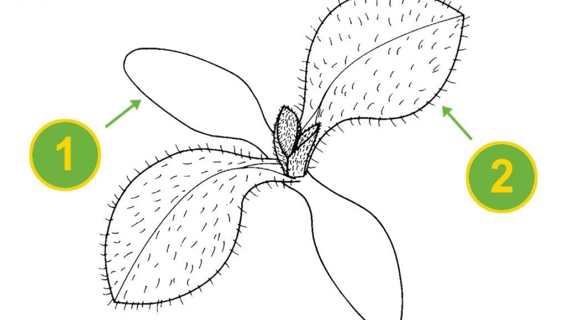 Collejas, Dicotiledóneas perennes